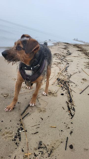 Fred in sehr angenehmer Hund. Freundlich zu Menschen und Hunden. Er liebt seinen Ball, baden und zu schmusen | Foto: Claudia Arlinghaus