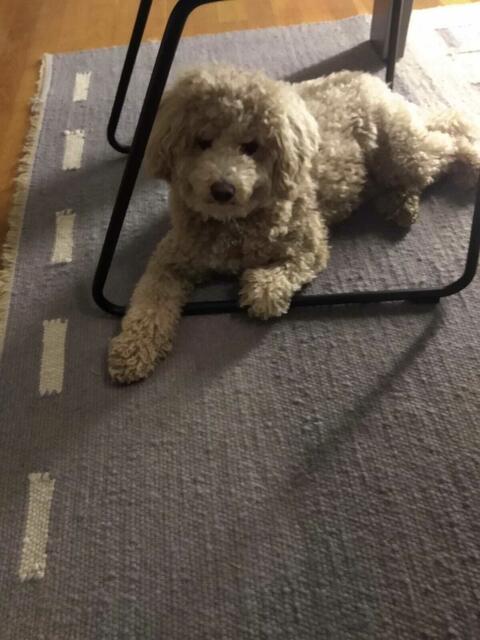 Leni, eine Mischung aus span. Wasserhund und Pudel. Schon beim ersten Spaziergang blieben die Leute stehen. Eine junge Frau rief ganz begeistert aus: "Zuckerschock". Und das ist Leni bis heute geblieben, ein kleiner Zuckerschock | Foto: Ruth Flory