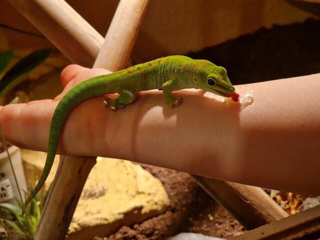 Der neun Monate alte Gecko Kumandra von Emma. Er wird von der Familie auch liebevoll Bananen-Joe genannt, nach seinem Lieblingsessen | Foto: Tanja lorenzen
