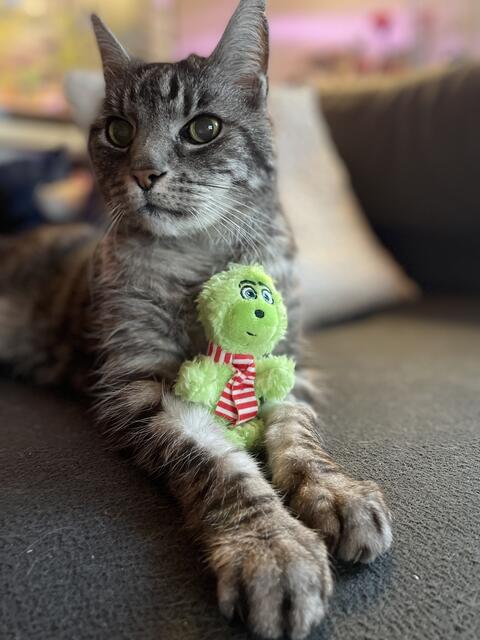 Tiger ist stolze 17,5 Jahre alt. Seitdem er drei Monate alt ist, lebt er bei seiner Dosenöffnerin. Als diese im September 2007 schwanger war, lag er immer auf ihrem Bauch und wenn er Tritte spürte, trat er zurück. Als das Baby geboren war, wurde er der beste Aufpasser der Welt. Wer braucht schon Wachhunde? | Foto: Kerstin Thomsen