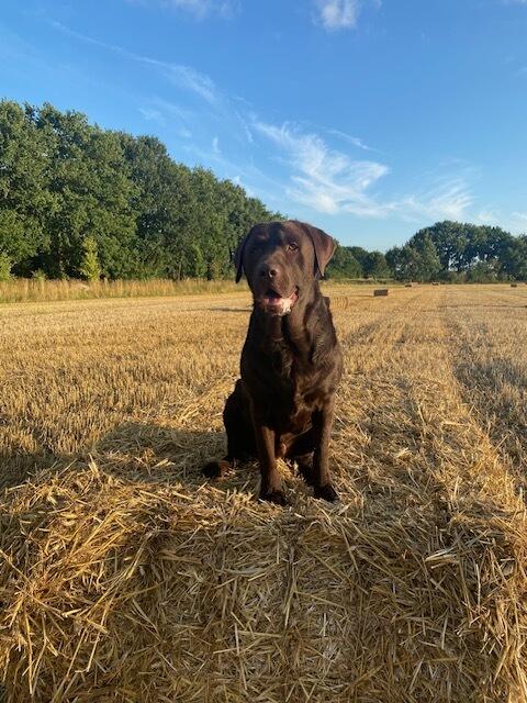 Der beste Freund von Dirk Mosurat: Bruno  | Foto: Dirk Mosurat