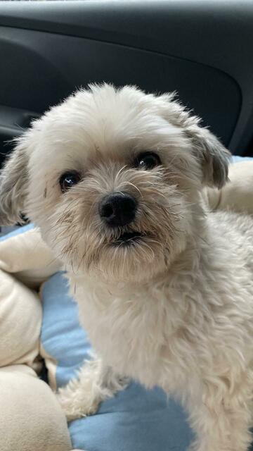 Kasper ist vor kurzem 10 Jahre alt geworden | Foto: Petra Uhrbach 