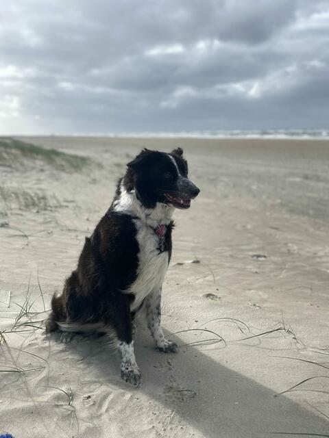 Malou kam unverhofft, aber nicht ungewollt in das Leben ihrer Familie, nachdem diese erst kurz davor einen Hund verloren hatten | Foto: Britta Zaufke 