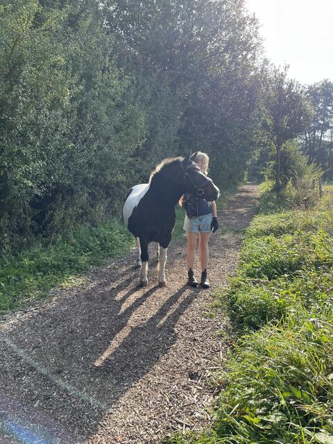 Das Pflegepony Prinzi von Greta. Er wurde diesen Februar 30 Jahre alt, ist für sein Alter aber immer noch Topfitt | Foto: Angela Illenberger