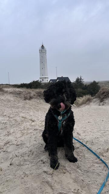 Der junge Tammo wird zum Assistenzhund für den fünfjährigen Nino, dem Sohn von Isabel Neben ausgebildet | Foto: Isabel Neben