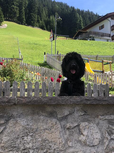 Black Goldendoodle Lenny. Das Photo ist in Südtirol auf dem Hirzer beim Wandern entstanden. Für Alexandra Braem-Weberuns ist es das "Bürgermeisterphoto" - Lenny hält seine Ansprache ans Volk | Foto: Alexandra Braem-Weber