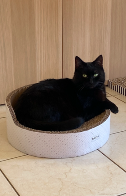 Flauschi, die wir aus dem Tierheim Hodenhagen stammt. Sie
erfreut ihre Familie jeden Tag und füllt das Haus mit viel Freude | Foto: Heike Bobe