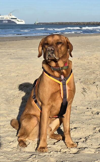  Labrador Sam in Dänemark an der Nordsee. Im Sand buddeln ist sein liebstes Hobby | Foto: Thomas Wichmann