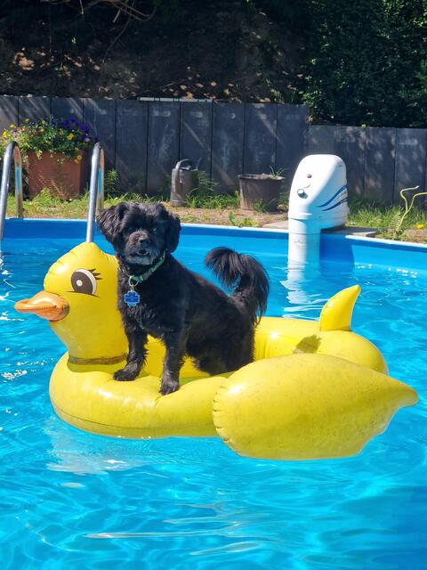 Badou wird im April 4 Jahre alt und ist der Retter des Hauses seiner Familie. Ende September hat es dort auf der Terasse gebrannt und Badou hat seine Menschen durch sein Bellen geweckt. Es war gerade noch rechtzeitig, dass Schlimmeres verhindert werden konnten | Foto: Familie Knoch