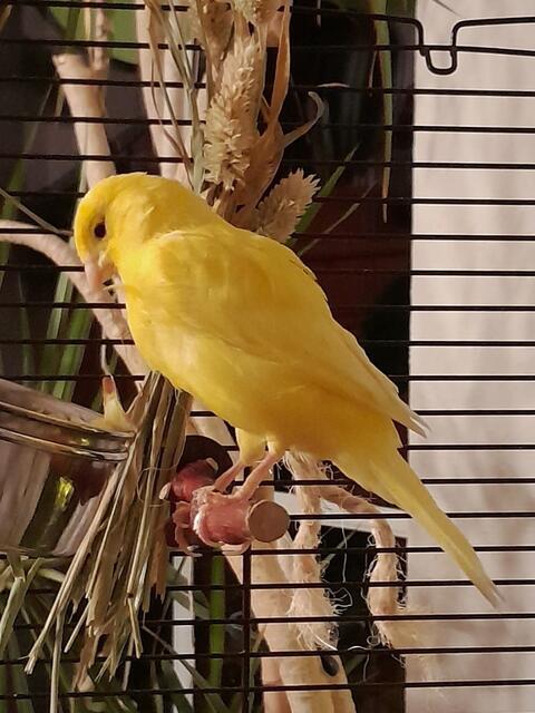 Farbkanarienvogels Polly. Obwohl sie eine Henne ist, enthält sie sich den hennischen Angelegenheiten. Nestbau und Eier legen sind nicht ihre Sache | Foto: Henrik Smikalla