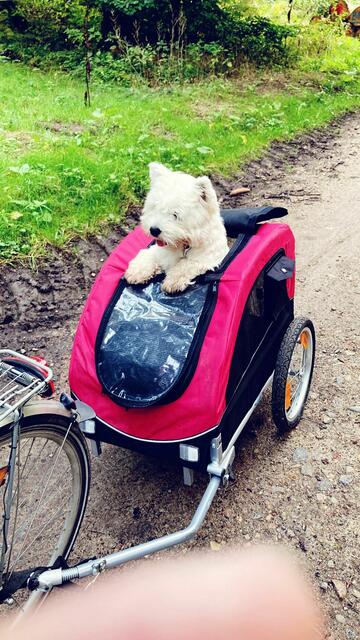 Westie „ George“, 2 Jahre alt. Als Westie sieht er sehr wuschelig aus, denn er hat ausgesprochen viel Fell. George ist ein lustiger kleiner Kerl, mit einem ausgeprägtem Schalk im Nacken und immer auf der Suche nach neuen Abenteuern | Foto: Familie Praefcke