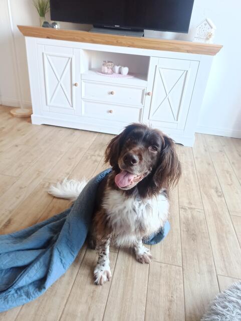 Die 11-jährige Münsterländerin Nala. Durch sie durfte Madeleine Peters ihre Berufung als Hundespychologin entdecken | Foto: Madeleine Peters