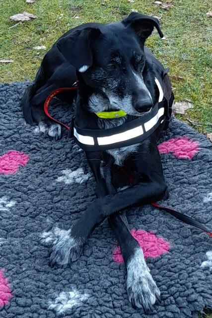 Nala, die lange als Straßenhund in Rumänien überlebte und nun bei Barbara Schmitz ein liebevolles Zuhause gefunden hat | Foto: Barbara Schmitz