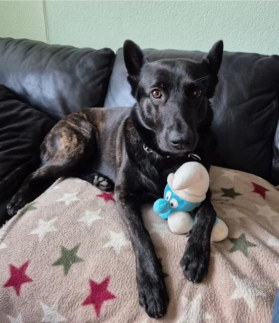 Der niederländische Schäferhund Lupo. Wenn man ihn auf der Straße begegnet, hat man erst mal Respekt. Aber zu Hause hat er zehn Kuscheltiere, ist ein Angeber, total verschmust und gibt gerne Küsschen | Foto: Uschi Gerdes 