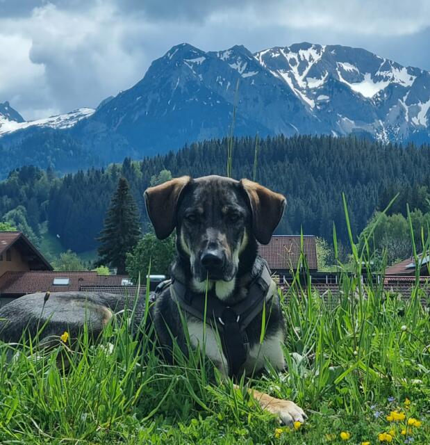 Stephanie Hagens Herzenshund Jule | Foto: Stephanie Hagen
