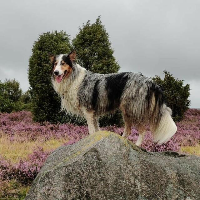 Flint, amerikanischer Collie und treuer Begleiter seiner Familie | Foto: Ann Förger