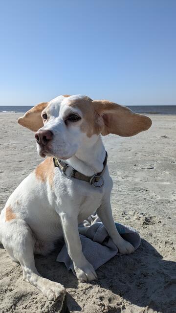 Wenn es die personifizierte Liebe gibt, dann ist es wohl Paula. Sie ist einfach nur  lieb zu Mensch und Tier,  brav, fröhlich und genießt das Leben jeden Tag. Besonders gern an der Nordsee, wo sie sich den Wind um die Ohren wehen lässt | Foto: Familie Pengel 