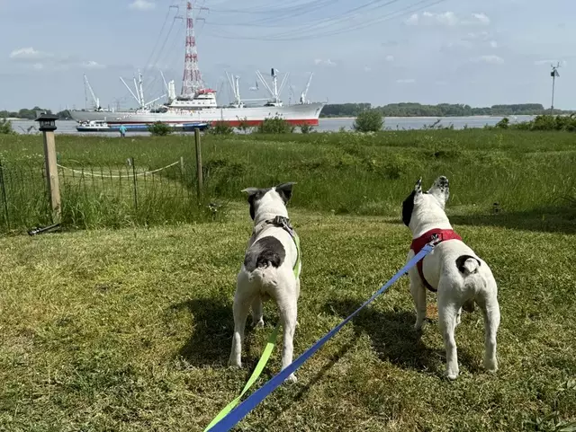 Zwei "Seh-Hunde" blicken auf die vorbeifahrenden Schiffe | Foto: Andre Hellwig