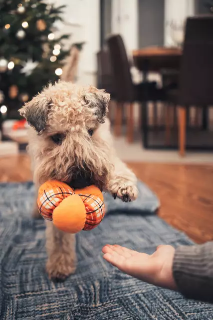 Gina, eine zwölfjährige Wheaten-Terrier-Dame – weiß, lockig und meistens ziemlich entspannt. Mit ihrem wuscheligen Fell erinnert sie ein bisschen an ein Schaf, aber eigentlich ist sie der Ruhepol der Familie | Foto: Marcel Peters