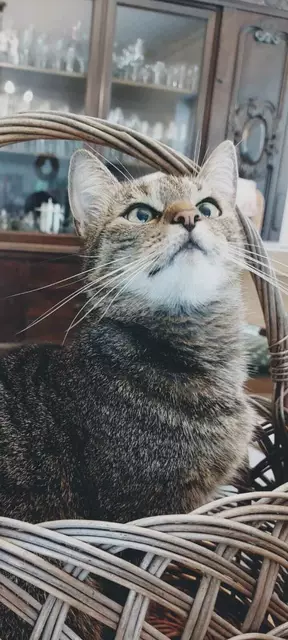 Heidi. Acht Jahre alt und ziemlich frech. Ihre leicht schielenden Augen verleihen ihr einen unwiderstehlichen Charme, der von „unschuldig“ bis „Ich war das nicht!“ wechselt. | Foto: Familie Suhr