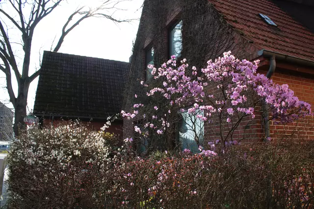 Frühblüher Azalee: Diese verschönte im vergangenen Jahr die Brückenstraße | Foto: pöp