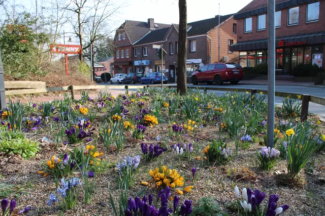 Hübsch in der Hauptstraße: Im März erscheinen die bunten Krokusse | Foto: pöp