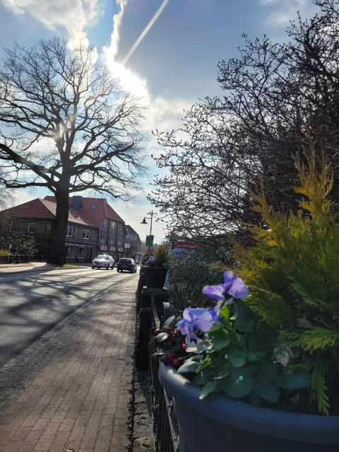 Die Jesteburger pflanzen früh: Ab März kann man überall kälteunempfindliche Stiefmütterchen und Hornveilchen entdecken | Foto: pöp