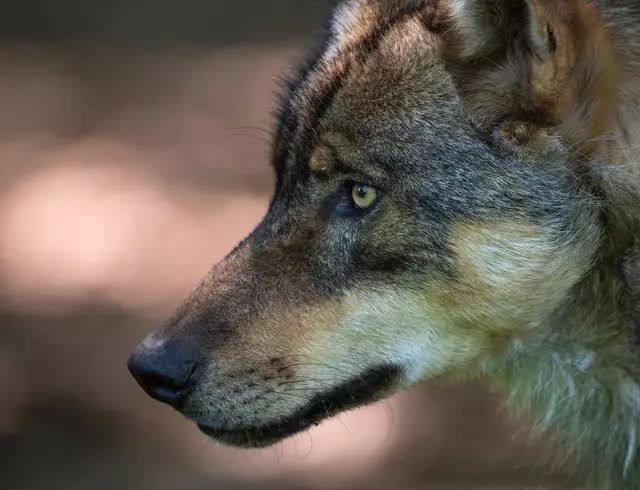 Der Wolf ist ein Wildtier | Foto: DJK