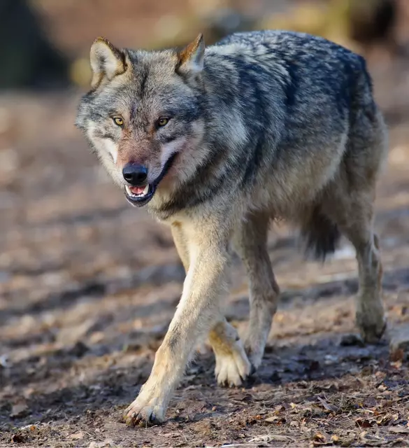 Die Zahl der Wölfe ist im Landkreis angestiegen  | Foto: DJK