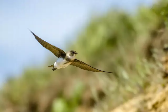 Die Stiftung Lebensraum Elbe startet ein Projekt zum Schutz der Uferschwalbe, der kleinsten europäischen Schwalbenart | Foto: Adobe Stock / Michał Wyka/Wirestock Creators