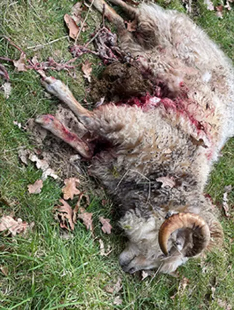 Auch das Schaf wurde vermutlich von einem Wolf gerissen | Foto: Detlef Grauen