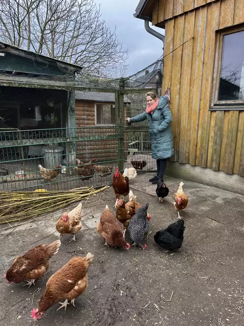 Ausflug auf die große Wiese für die Hühner von Janina Stemmer. | Foto: Sandra Polenz