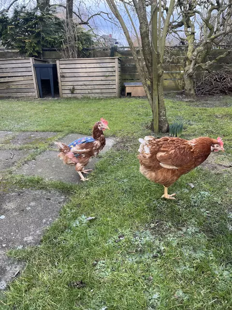 Tilly (links) muss noch Pullover gegen die Kälte tragen bis ihre Federn nachgewachsen sind. Beulchen (rechts) ist von Gicht gezeichnet und steht daher oft auf nur einem Bein. | Foto: Sandra Polenz
