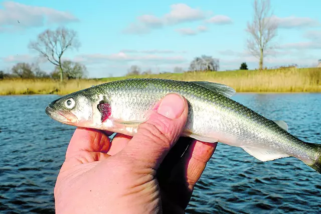 So sieht der frisch gefangene Stint der Elbe aus | Foto: Grube