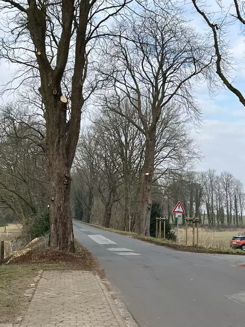 An dieser Allee in Brackel wurden und werden Bäume gefällt | Foto: Köhn