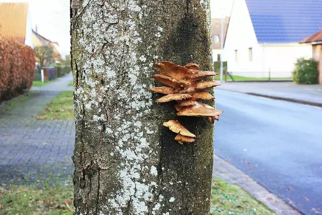 Eine der befallenen Kastanien in Tostedt | Foto: Gemeinde Tostedt