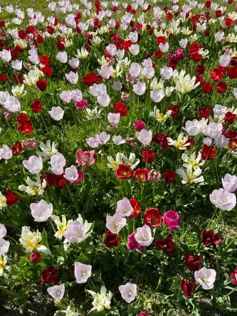 Bunte Tulpen im Frühjahr in den Luhe-Gärten | Foto: Ragna Raabe