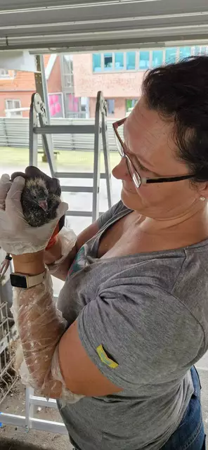 Tina Ruge mit einem Nestling | Foto: Stadttauben Buchholz e. V.