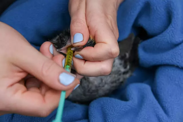 Der Nestling muss per Hand gefüttert werden | Foto: Stadttauben Buchholz e. V.