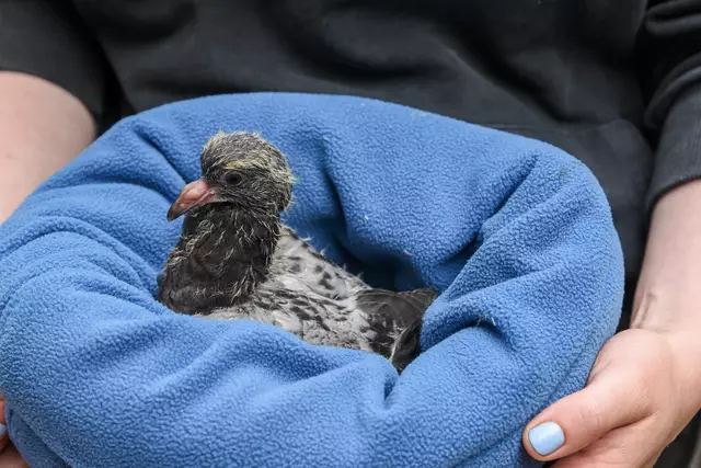 Ein Nestling in der Obhut des Vereins | Foto: Stadttauben Buchholz e. V.