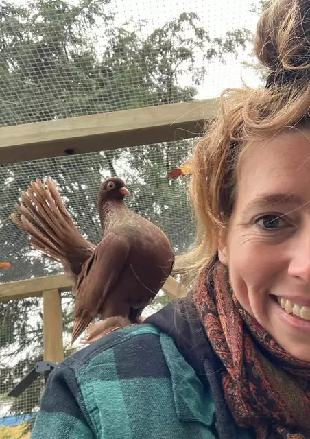 Die braune Taube heißt Pauli. Es handelt sich bei ihr um eine ausgesetzte Rassetaube, die vom Verein aufgenommen wurde. Hier im Bild mit Samantha Schulenburg  | Foto: Stadttauben Buchholz e. V.