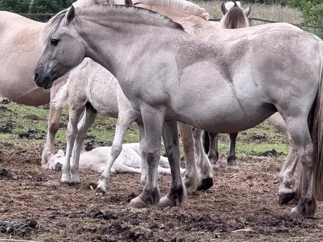 Mitten im Hochsommer liegt das Fohlen ohne Schatten im eigenen Mist | Foto: WOCHENBLATT
