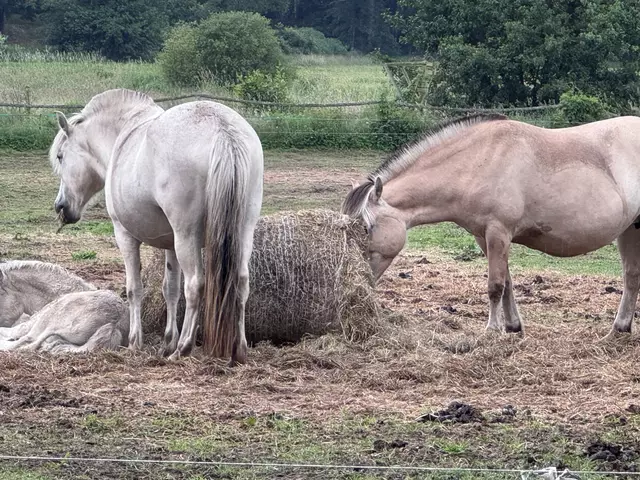 Die Pferde müssen sich ihr Futter aus dem Plastiknetz raussuchen | Foto: WOCHENBLATT