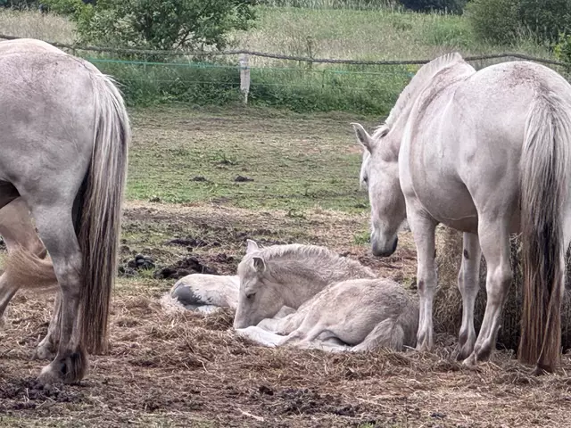 Bei einem Fohlen lässt sich am Hinterteil ein Hautschaden erkennen | Foto: WOCHENBLATT