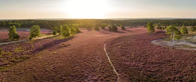 Die Weite der Heide vom Brunsberg aus gesehen | Foto: Lüneburger Heide GmbH
