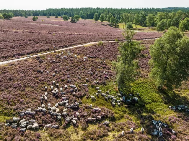 Mehr Entspannung ist kaum möglich als zwischen Heide und Heidschnucken | Foto: Lüneburger Heide GmbH