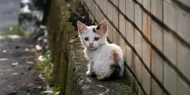 Wer seine Katze nicht kastrieren lässt, trägt zum unsäglichen Leid solcher Streunerkatzen bei | Foto:  Adoeb Stock/ChenPG