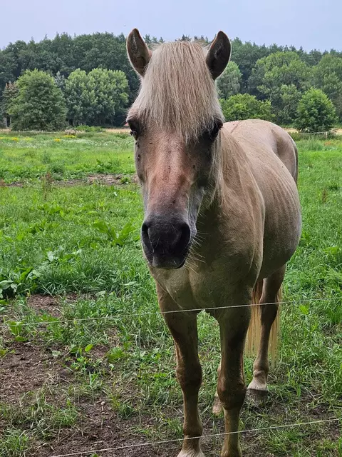 Bei diesem Fjordpferd, das der Nomadin gehören soll, sind die Rippen zu sehen | Foto: WOCHENBLATT