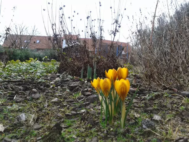 Die ersten Frühjahrsboten sind schon da | Foto: Anika Werner
