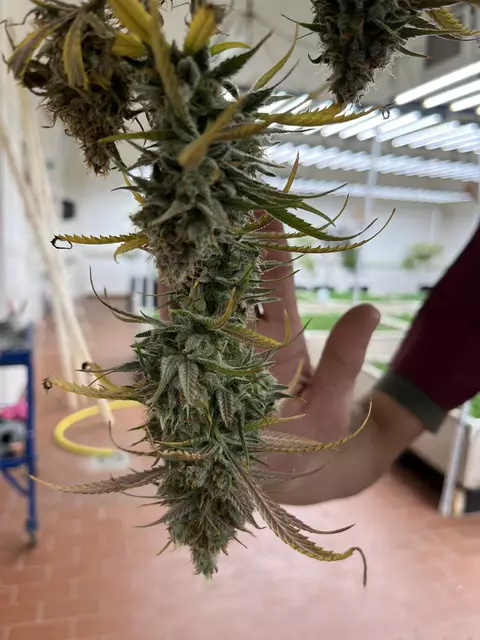 Eine besonders große Blüte - die Hand von Grospitz zum Vergleich | Foto: sra